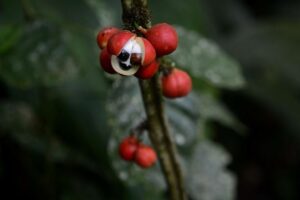 Guarana